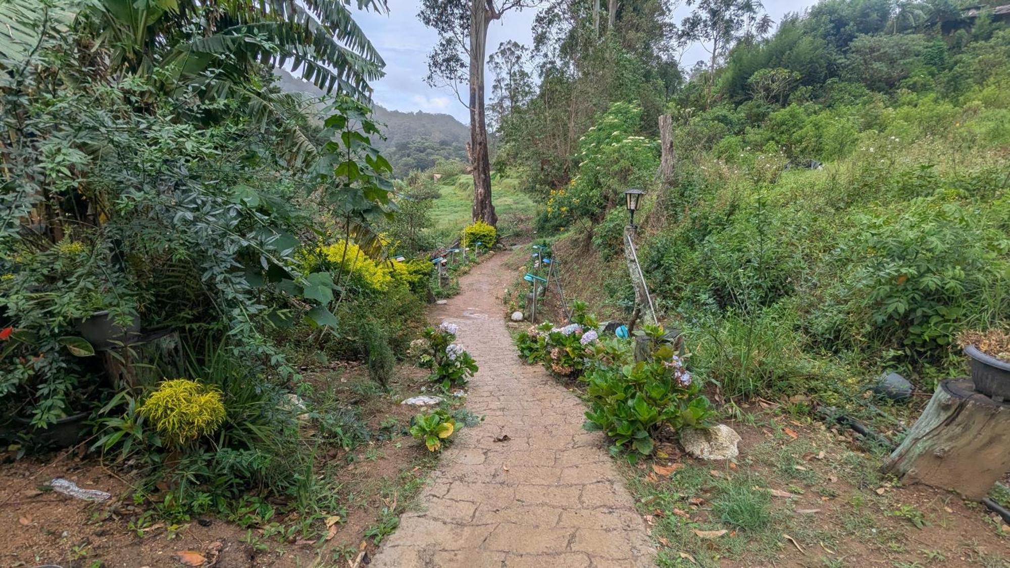 Jungle منزل للإقامة